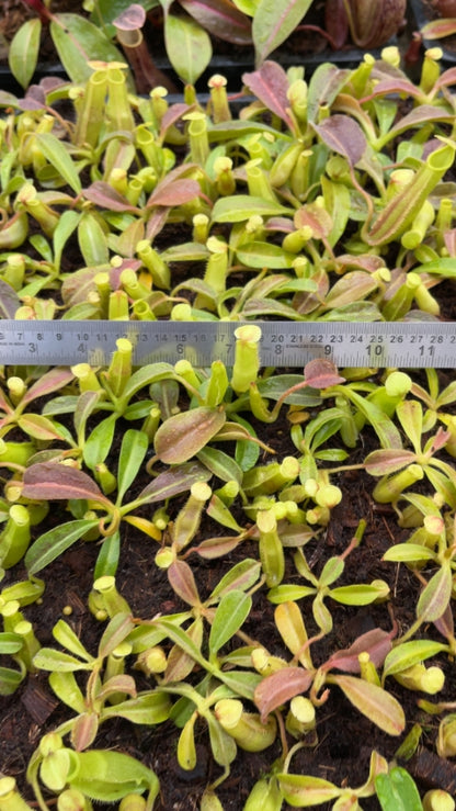N. maxima - Sulawesi wavy-leaf – assorted clones: BE-4081 *Pre-Order*