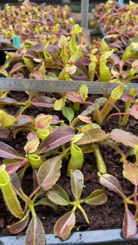 N. maxima - Sulawesi wavy-leaf – assorted clones: BE-4081 *Pre-Order*