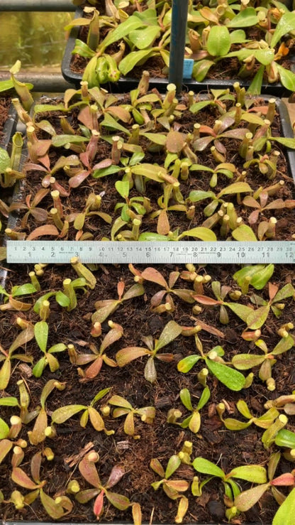 N. veitchii - intermediate - assorted clones: BE-4087 *Pre-Order*