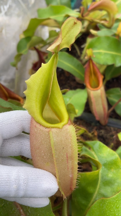N. veitchii – combination of 3 clones – from cuttings: BE-4095 *Pre-Order*