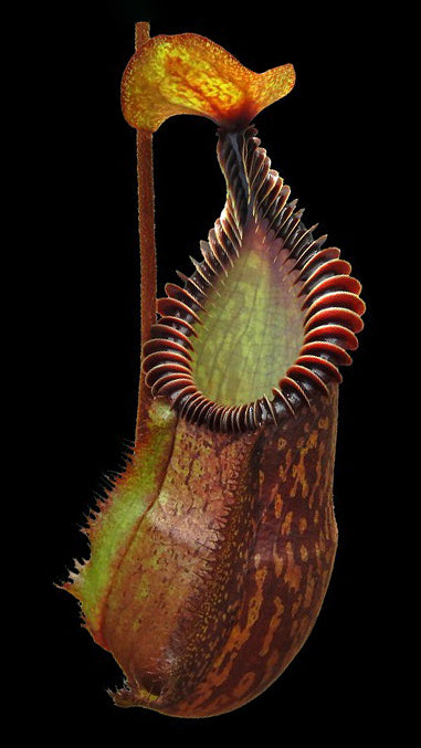 N. villosa x hamata – assorted clones: BE-4099 *Pre-Order*