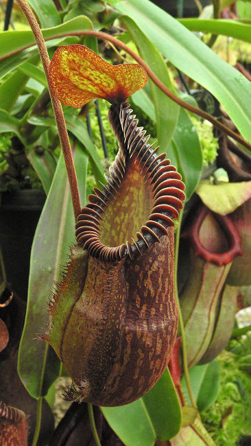 N. villosa x hamata – assorted clones: BE-4099 *Pre-Order*