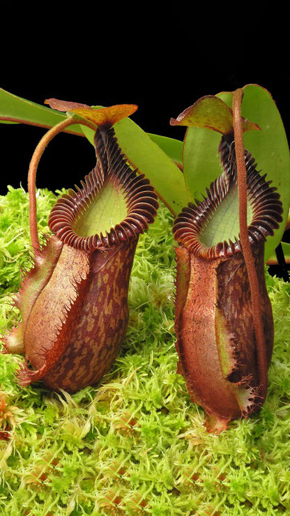 N. villosa x hamata – assorted clones: BE-4099 *Pre-Order*