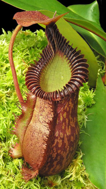 N. villosa x hamata – assorted clones: BE-4099 *Pre-Order*