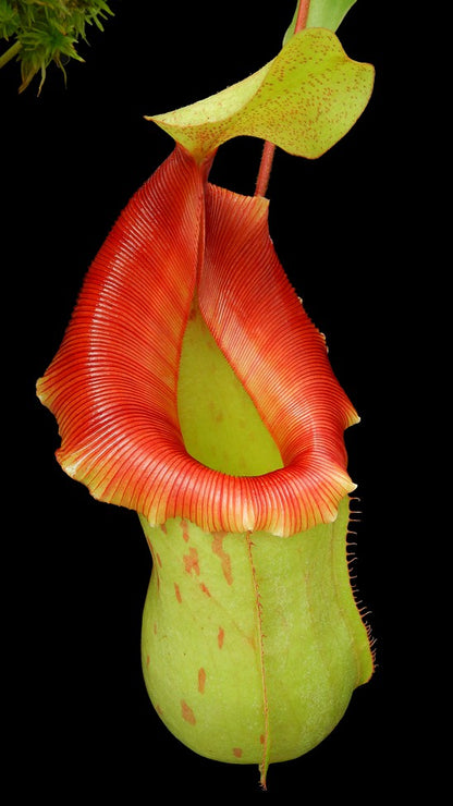 N. veitchii x ventricosa – assorted clones: BE-4500 *Pre-Order*