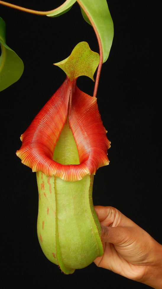 N. veitchii x ventricosa – assorted clones: BE-4500 *Pre-Order*