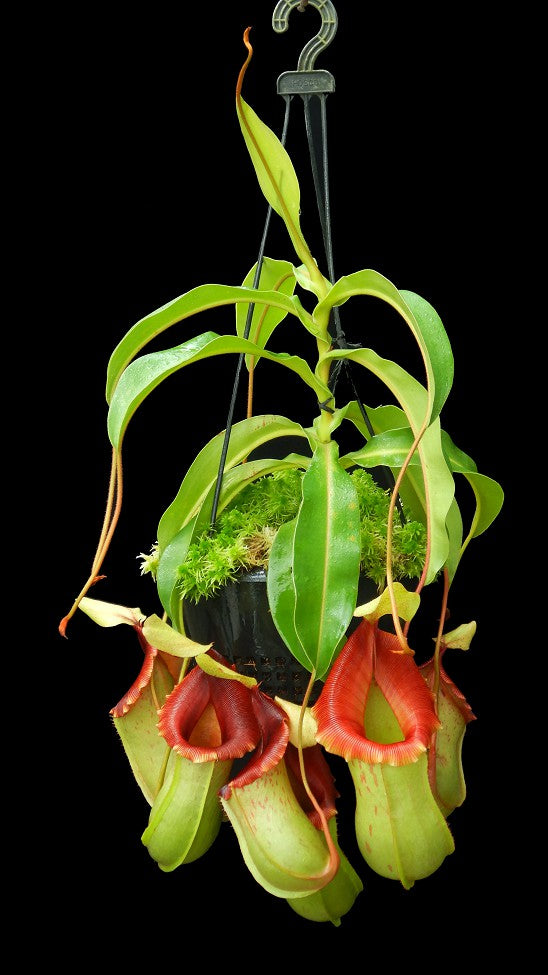 N. veitchii x ventricosa – assorted clones: BE-4500 *Pre-Order*