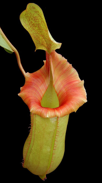 N. veitchii x ventricosa – assorted clones: BE-4500 *Pre-Order*