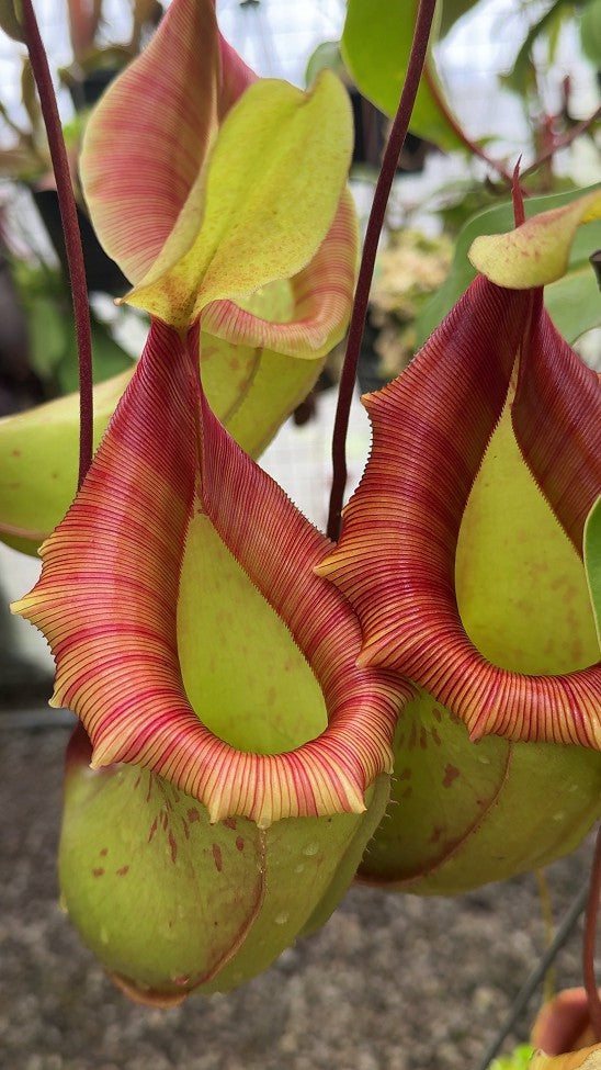 N. veitchii x ventricosa – assorted clones: BE-4500 *Pre-Order*