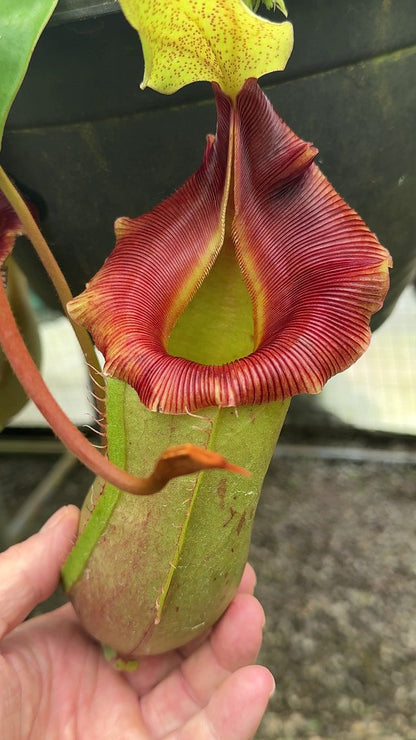 N. veitchii x ventricosa – assorted clones: BE-4500 *Pre-Order*