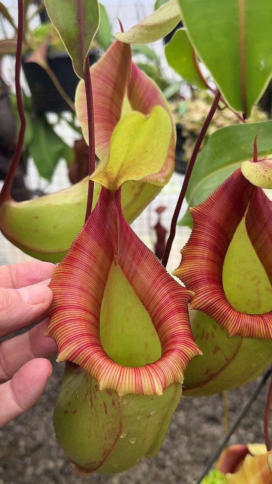 N. veitchii x ventricosa – assorted clones: BE-4500 *Pre-Order*