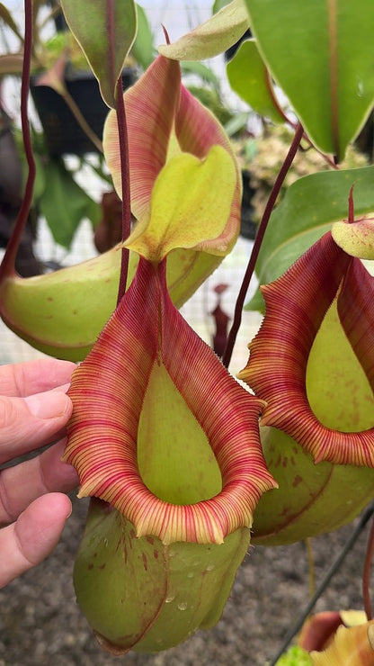 N. veitchii x ventricosa – assorted clones: BE-4500 *Pre-Order*