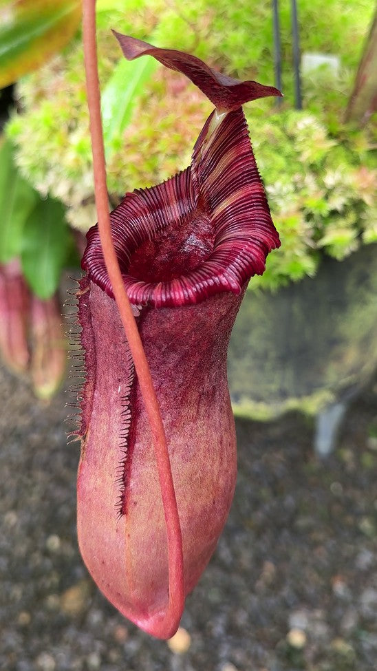 N. sibuyanensis x lowii - assorted clones: BE-4504