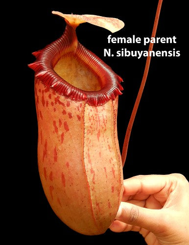 N. sibuyanensis x lowii - assorted clones: BE-4504 *Pre-Order*