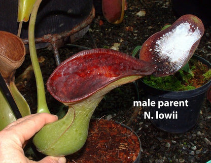 N. sibuyanensis x lowii - assorted clones: BE-4504 *Pre-Order*