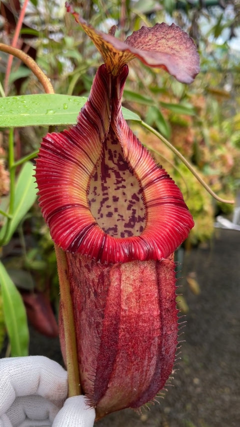 N. burbidgeae x edwardsiana – single clone from cuttings: BE-4507