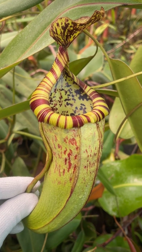 N. burbidgeae x edwardsiana – single clone from cuttings: BE-4507