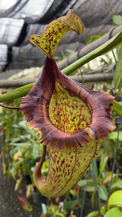 N. rajah x platychila – assorted clones: BE-4509