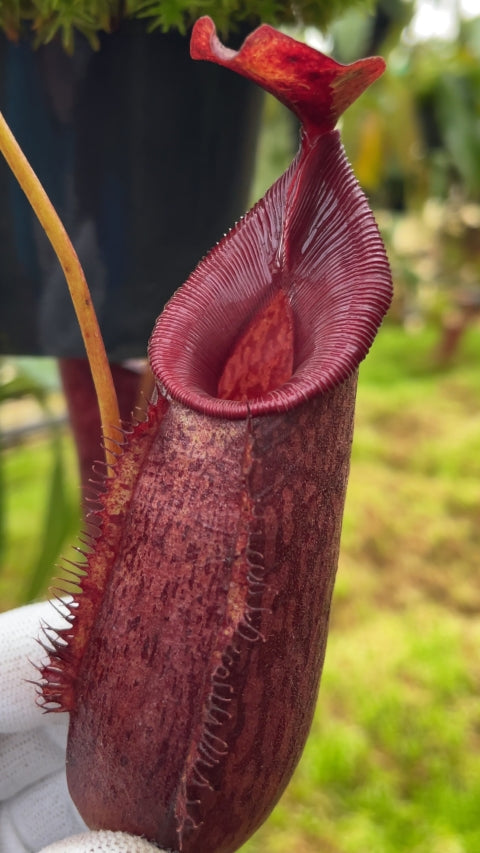 N. x 'trusmadiensis' x aristolochioides: BE-4511