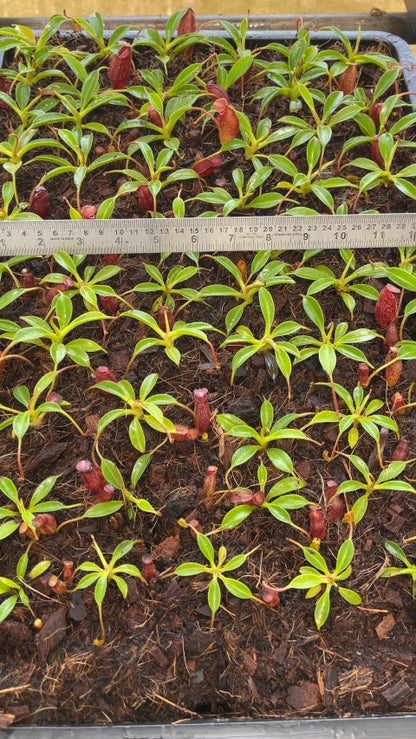 N. x 'trusmadiensis' x aristolochioides: BE-4511 *Pre-Order*