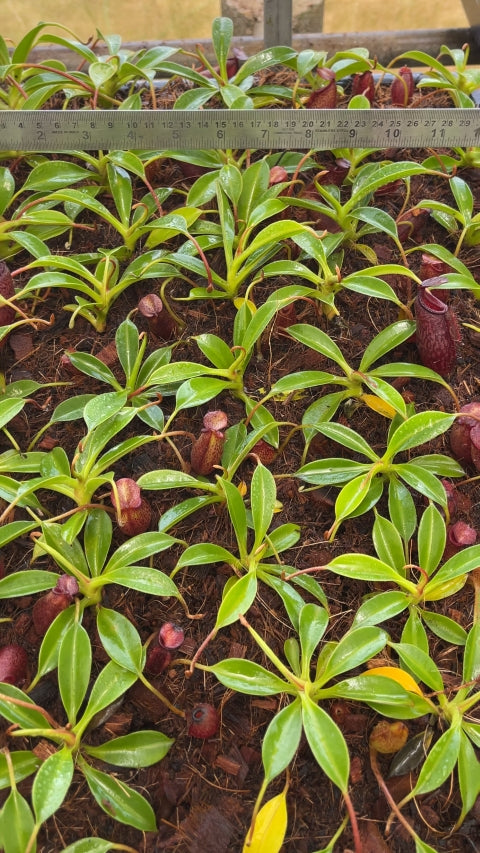 N. x 'trusmadiensis' x aristolochioides: BE-4511 *Pre-Order*