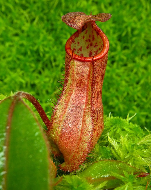 N. albomarginata x attenboroughii - assorted clones: BE-4513 *Pre-Order*