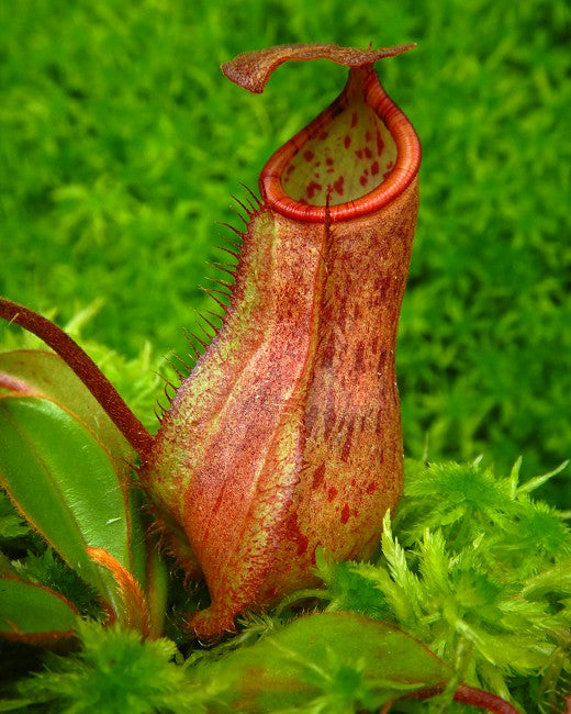 N. albomarginata x attenboroughii - assorted clones: BE-4513 *Pre-Order*