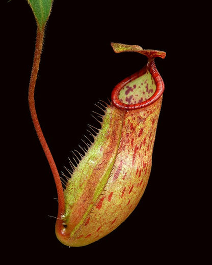 N. albomarginata x attenboroughii - assorted clones: BE-4513 *Pre-Order*