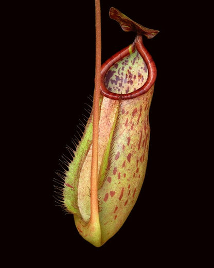 N. albomarginata x attenboroughii - assorted clones: BE-4513 *Pre-Order*