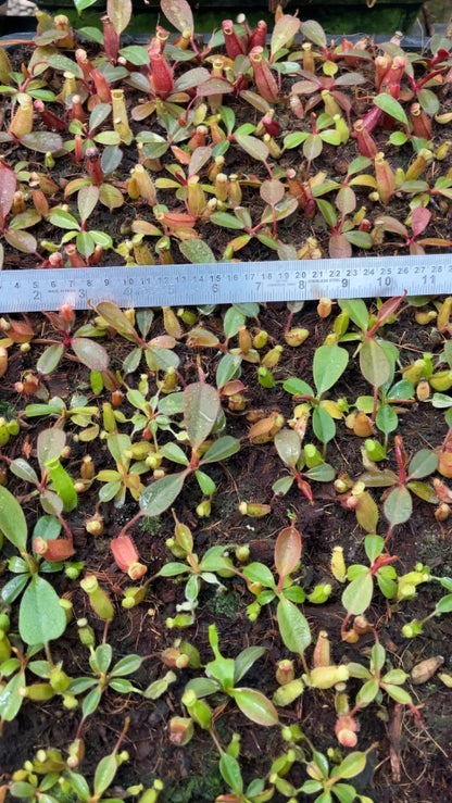 N. peltata x (veitchii x lowii): BE-4516 *Pre-Order*