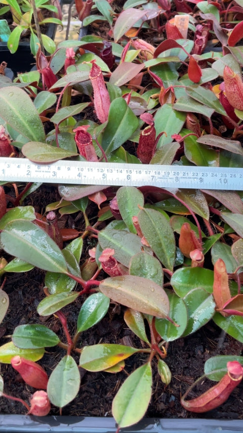 N. peltata x (veitchii x lowii): BE-4516 *Pre-Order*