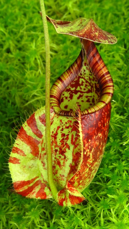 N. rafflesiana - Brunei - selected clone: BE-4519