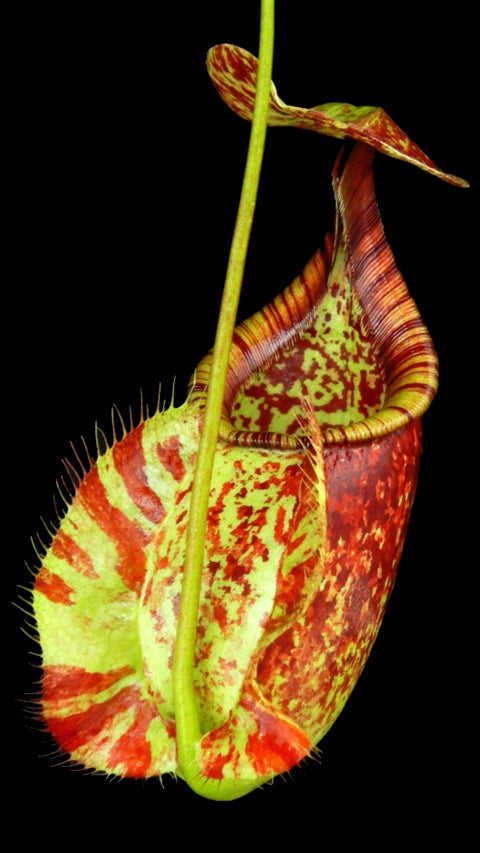 N. rafflesiana - Brunei - selected clone: BE-4519 *Pre-Order*