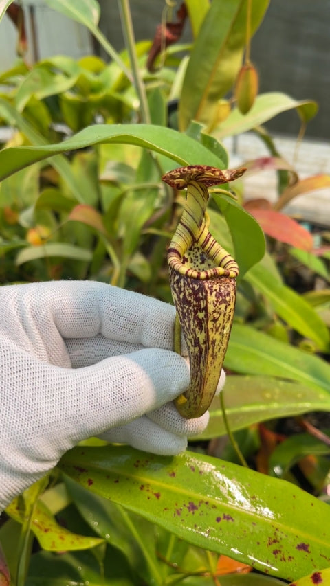 N. rafflesiana - Brunei - selected clone: BE-4519 *Pre-Order*