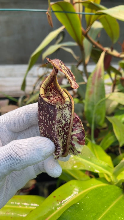 N. rafflesiana - Brunei - selected clone: BE-4519 *Pre-Order*