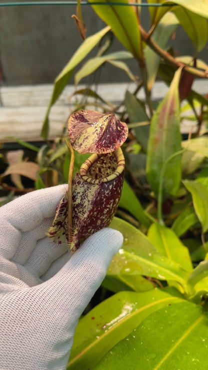 N. rafflesiana - Brunei - selected clone: BE-4519 *Pre-Order*