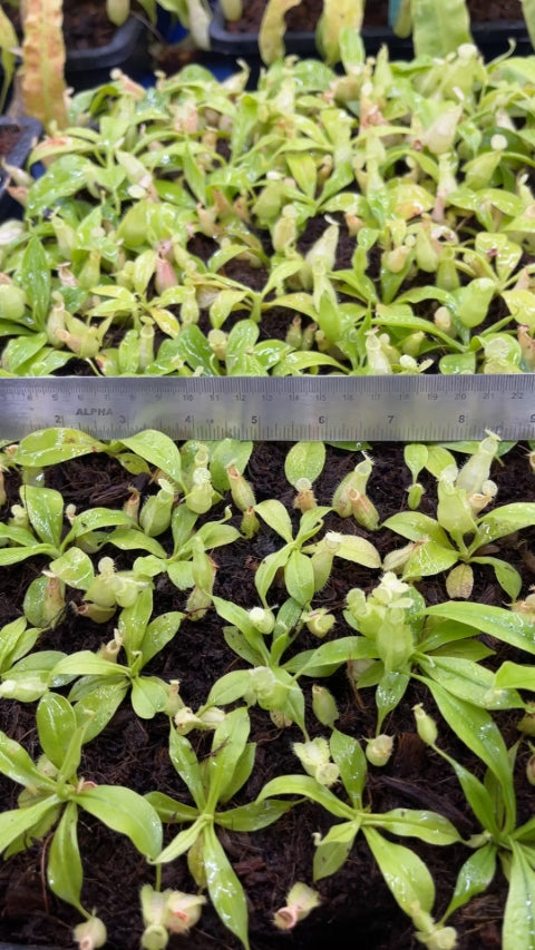 N. rafflesiana - Brunei - selected clone: BE-4519 *Pre-Order*