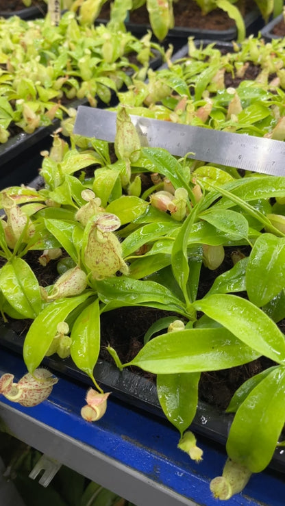 N. rafflesiana - Brunei - selected clone: BE-4519 *Pre-Order*