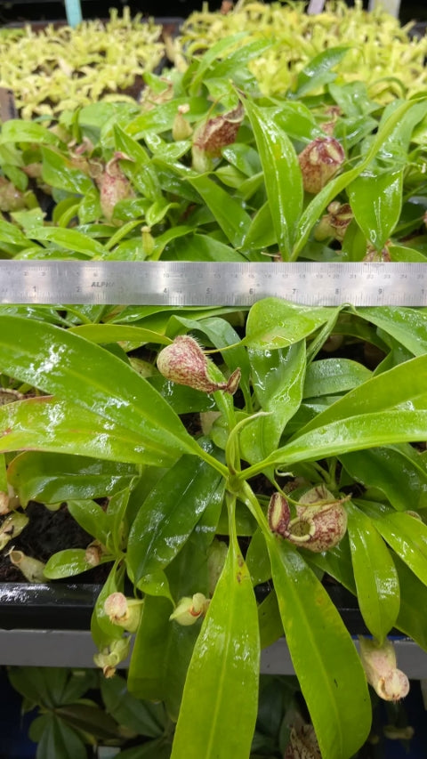 N. rafflesiana - Brunei - selected clone: BE-4519 *Pre-Order*