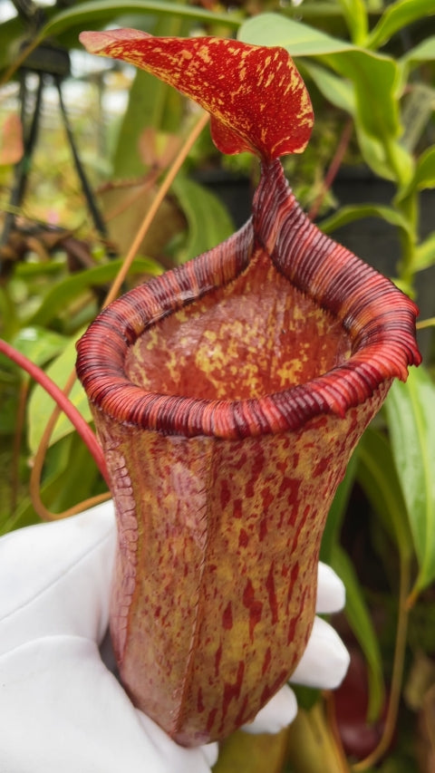 N. ventricosa x attenboroughii – assorted clones: BE-4522