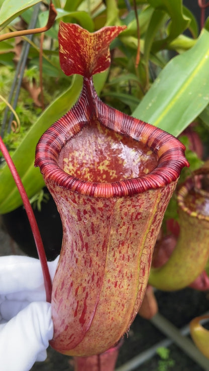 N. ventricosa x attenboroughii – assorted clones: BE-4522 *Pre-Order*