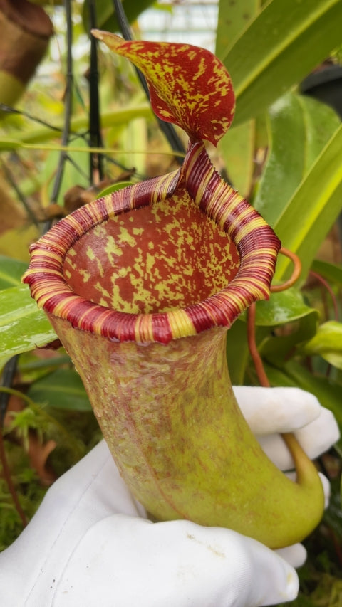 N. ventricosa x attenboroughii – assorted clones: BE-4522 *Pre-Order*