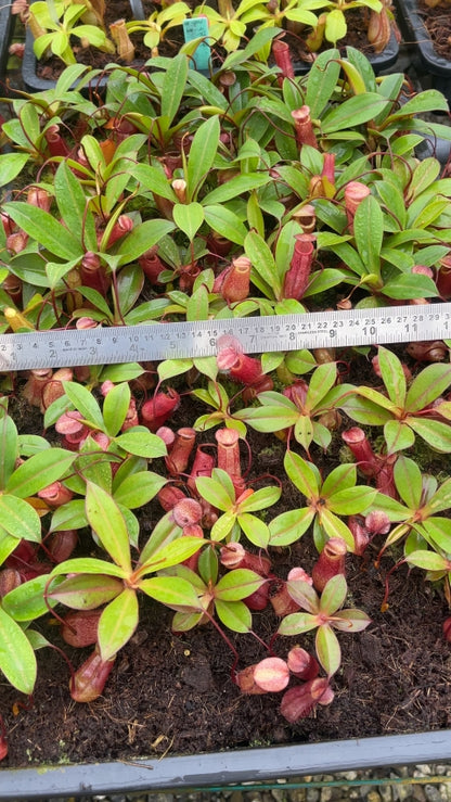 N. ventricosa x attenboroughii – assorted clones: BE-4522 *Pre-Order*