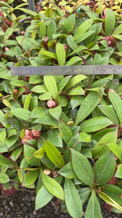 N. ventricosa x attenboroughii – assorted clones: BE-4522 *Pre-Order*