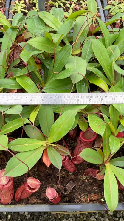 N. ventricosa x attenboroughii – assorted clones: BE-4522 *Pre-Order*