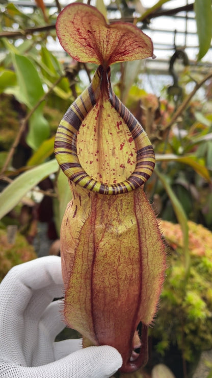 N. spectabilis x ‘Viking’ - assorted clones: BE-4523