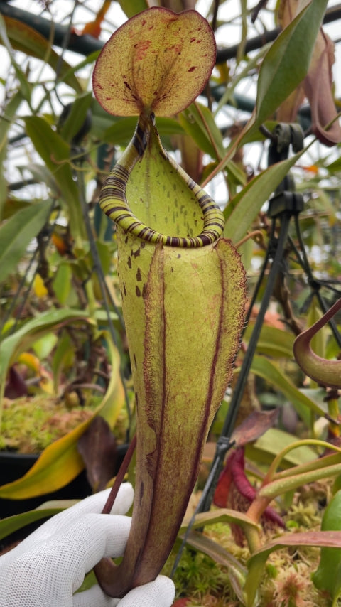 N. spectabilis x ‘Viking’ - assorted clones: BE-4523 *Pre-Order*