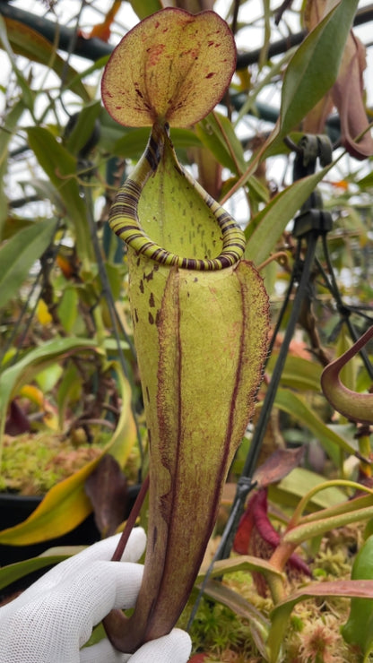 N. spectabilis x ‘Viking’ - assorted clones: BE-4523 *Pre-Order*