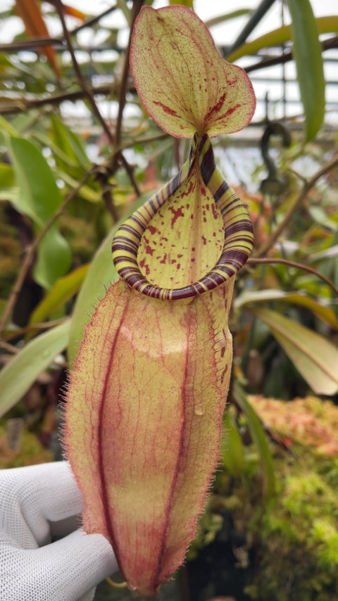 N. spectabilis x ‘Viking’ - assorted clones: BE-4523 *Pre-Order*