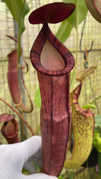 N. spectabilis x ‘Viking’ - assorted clones: BE-4523 *Pre-Order*